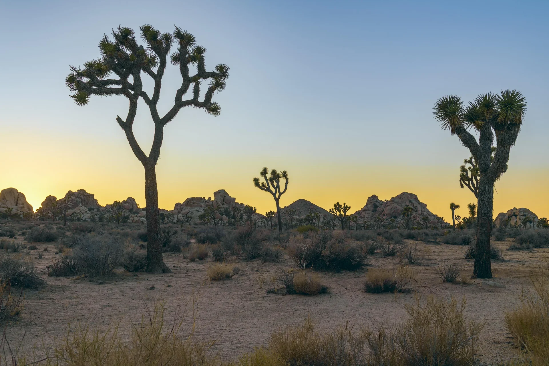 Joshua trees at dusk in the California desert